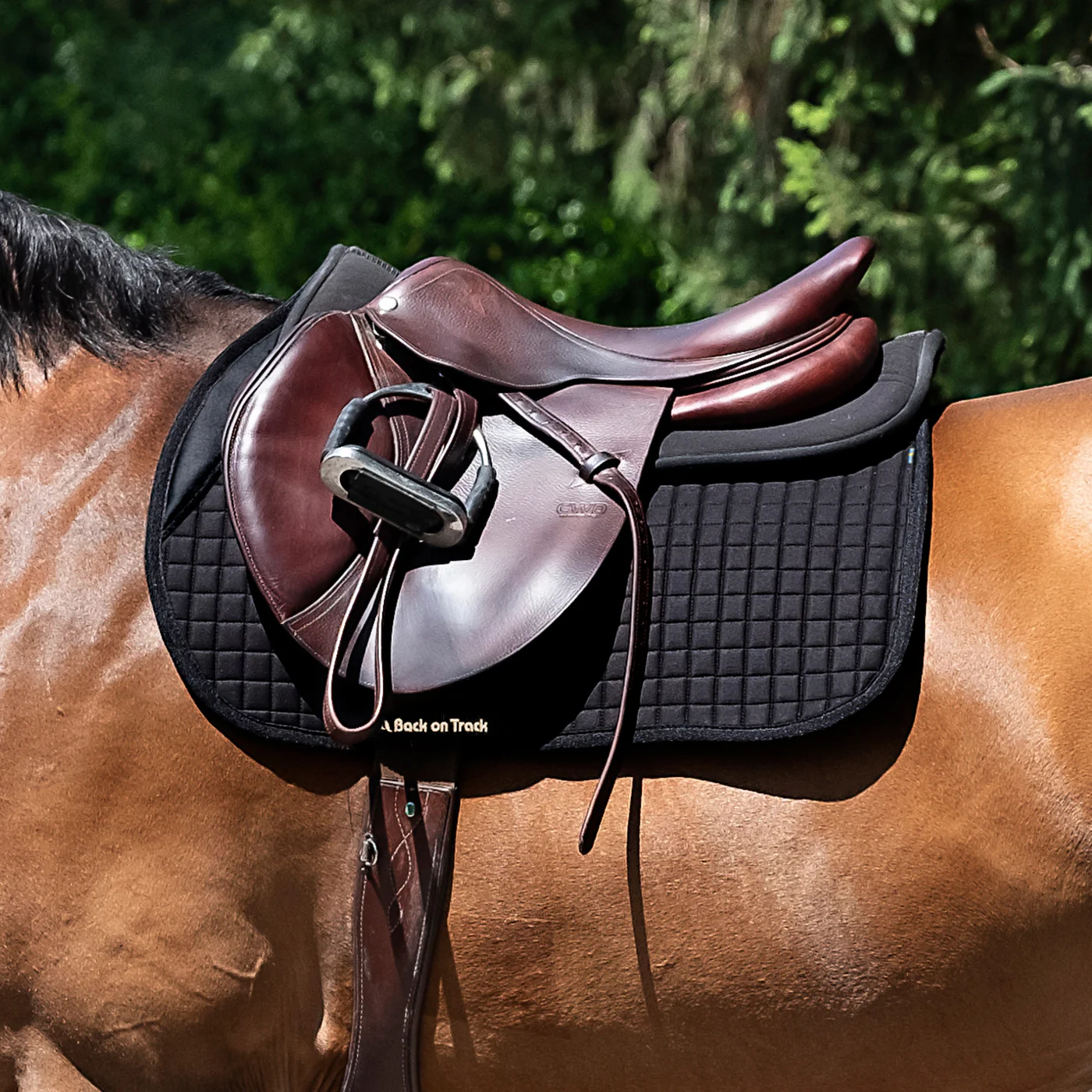 Back on Track Jumping III Saddle Pad - Image 2
