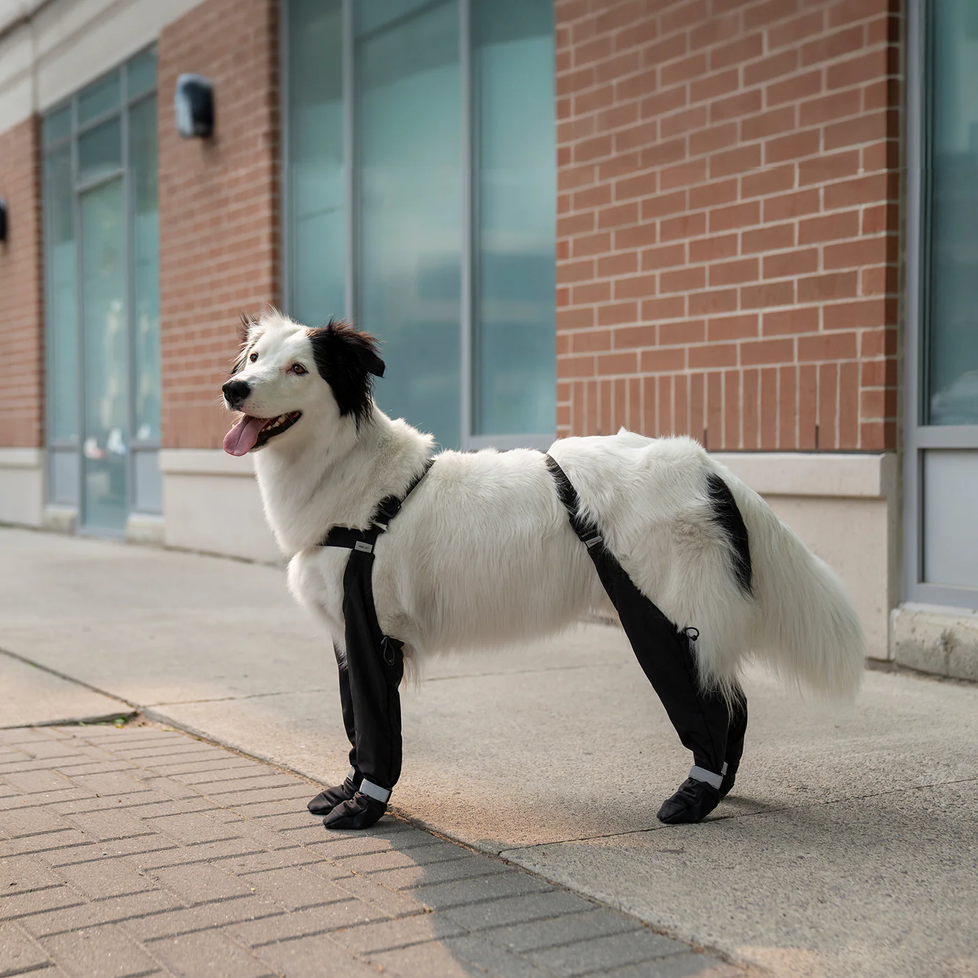 Canada Pooch Suspender Boots - Size 1 - Image 7