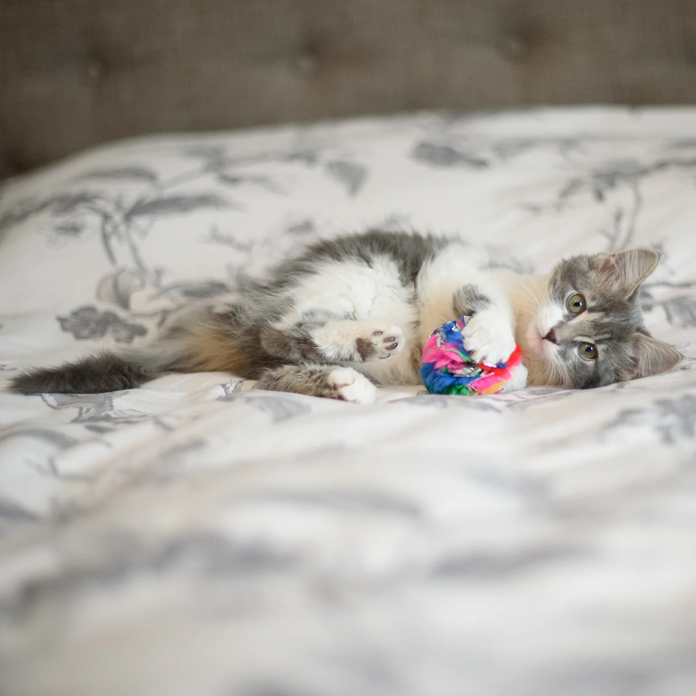 Cancor Innovations Crinkle Ball Cat Toy 6 cm - Image 2