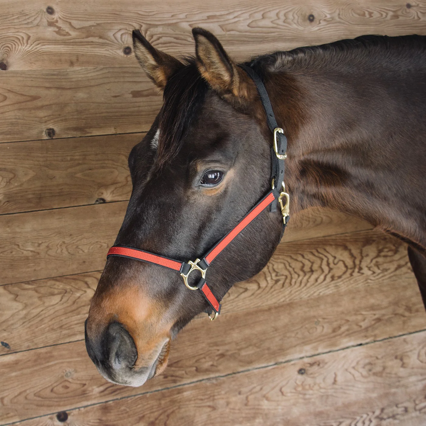Extreme Two Tone Nylon Halter - Image 2