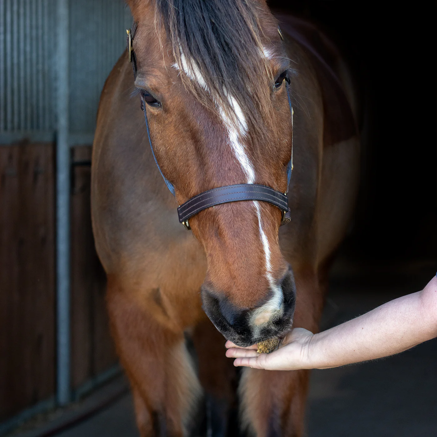 Nickers Crunchy Cubes Horse Treats - Image 6