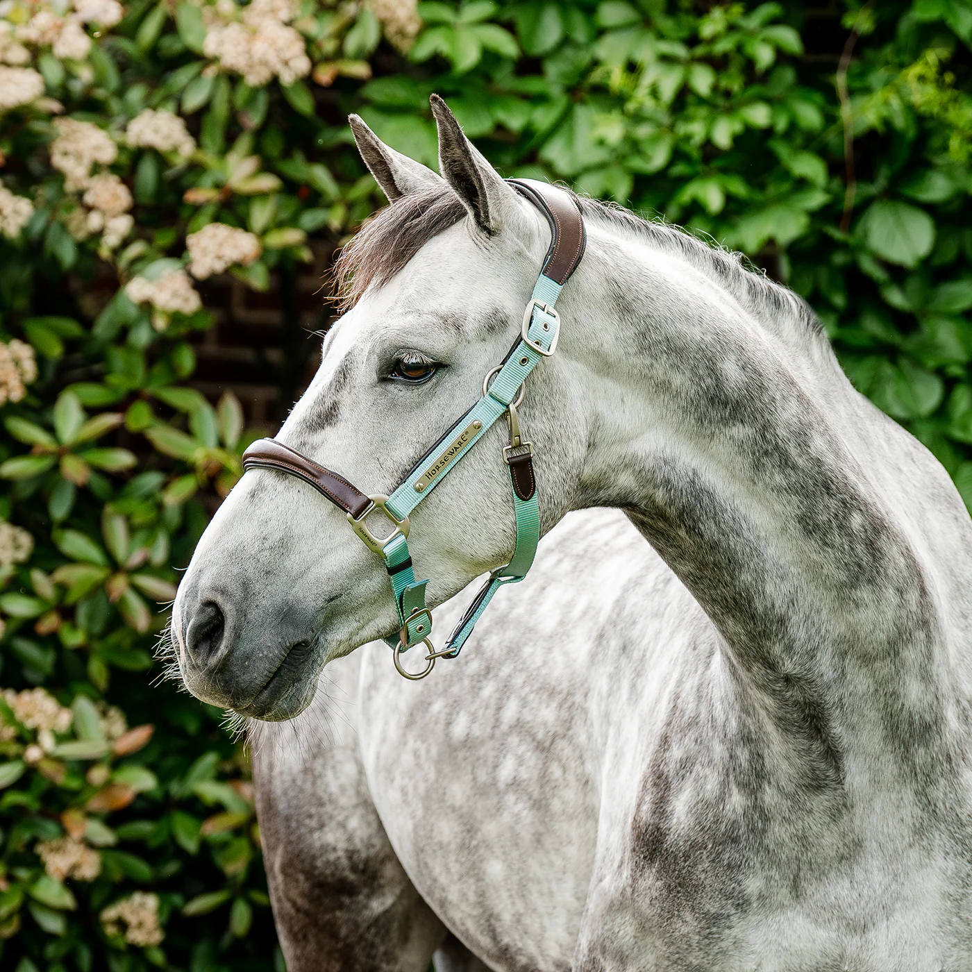 Horseware Signature Competition Halter - Image 3