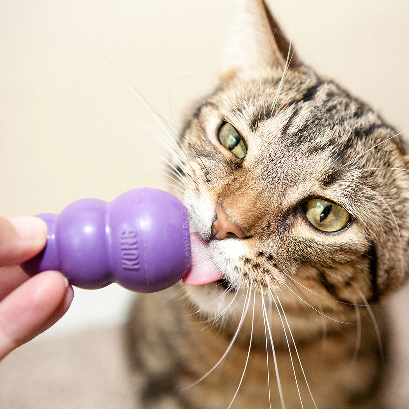 Kitty Kong - Image 4