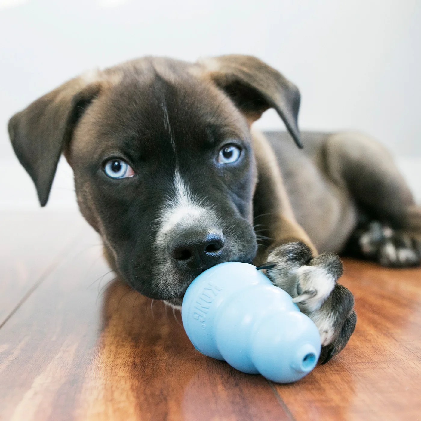 Kong Puppy - Image 4