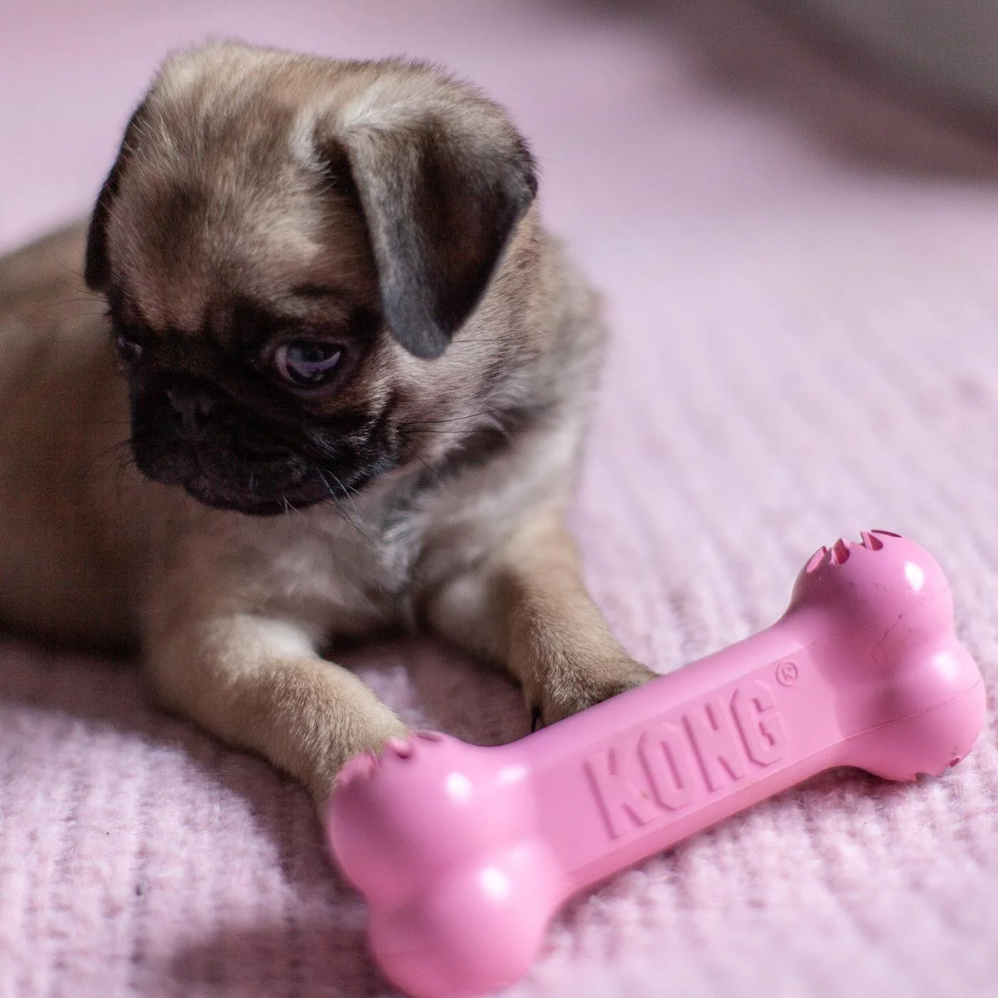 Kong Puppy Goodie Bone - Small