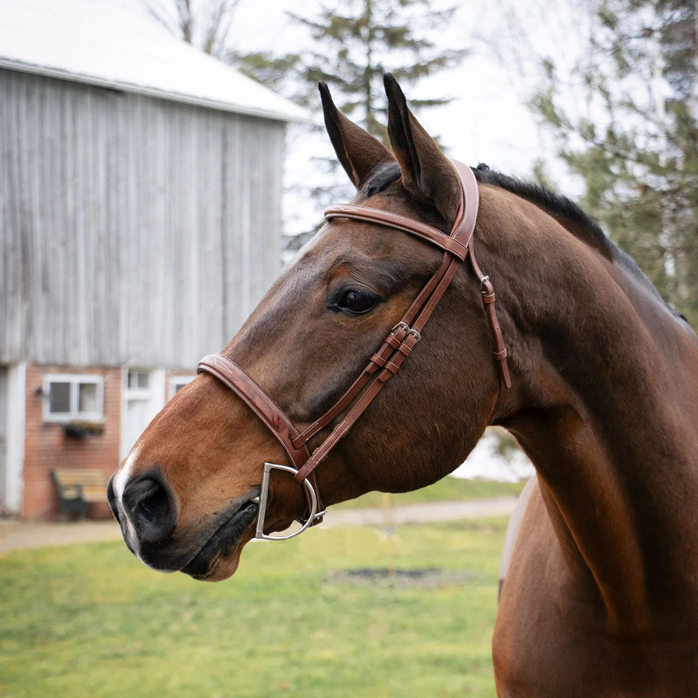 Mondega Gayo Classic Hunter Bridle - Image 17