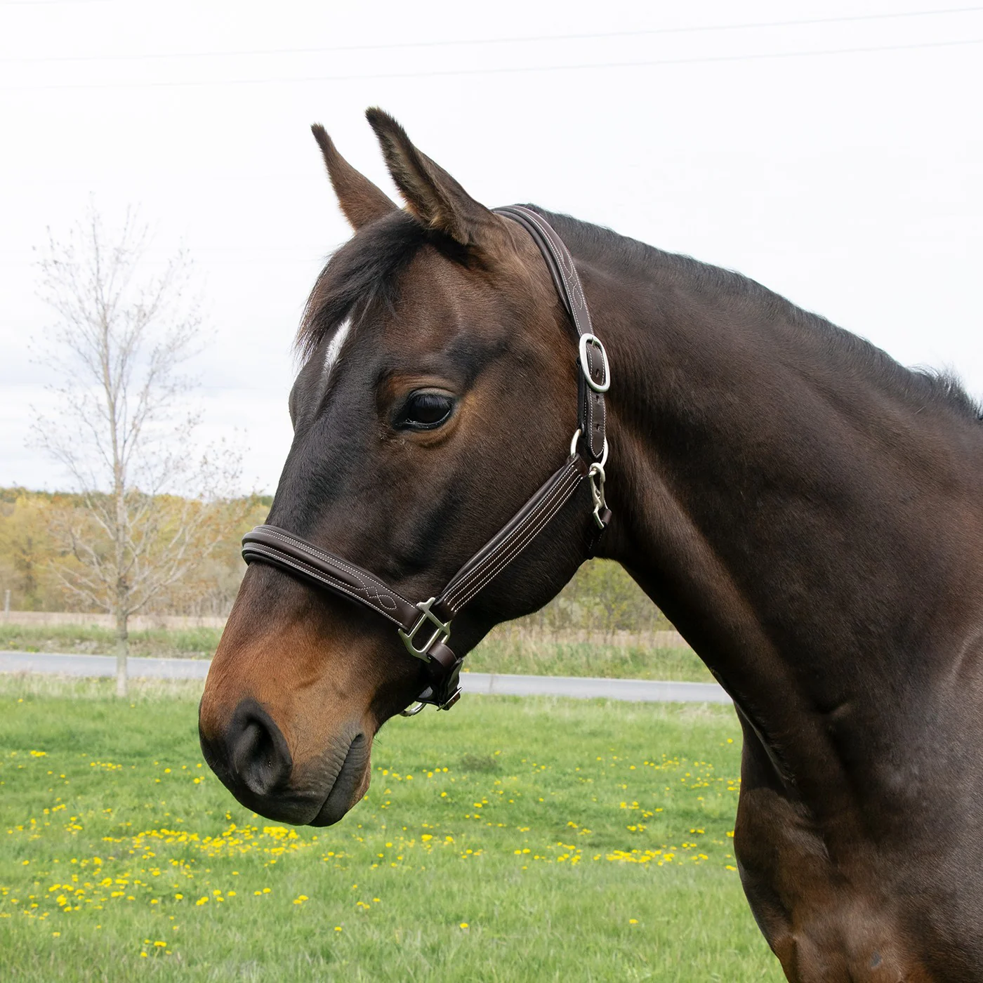 Mondega Raised Fancy Stitched Halter - Image 6
