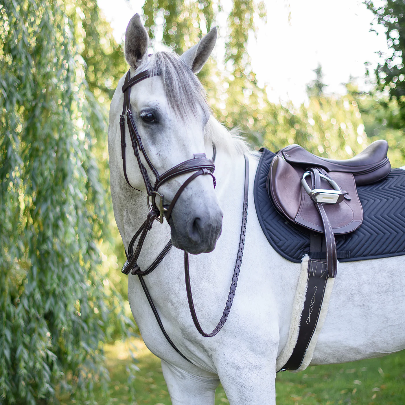 Mondega Standing Martingale - Image 2