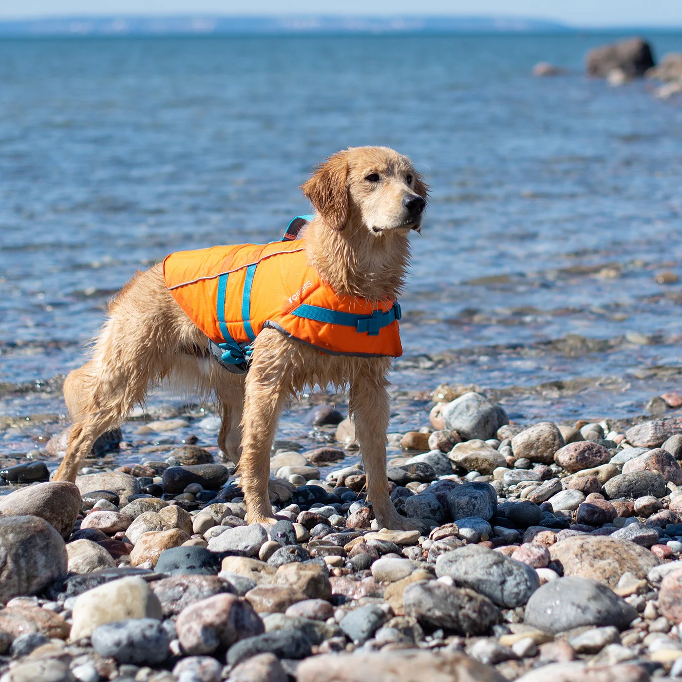 RC Pet Tidal Life Vest - Image 4