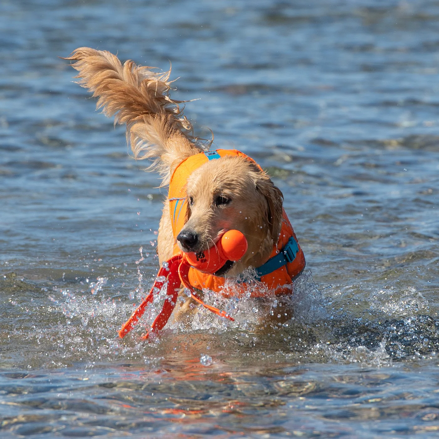 RC Pet Tidal Life Vest - Image 8