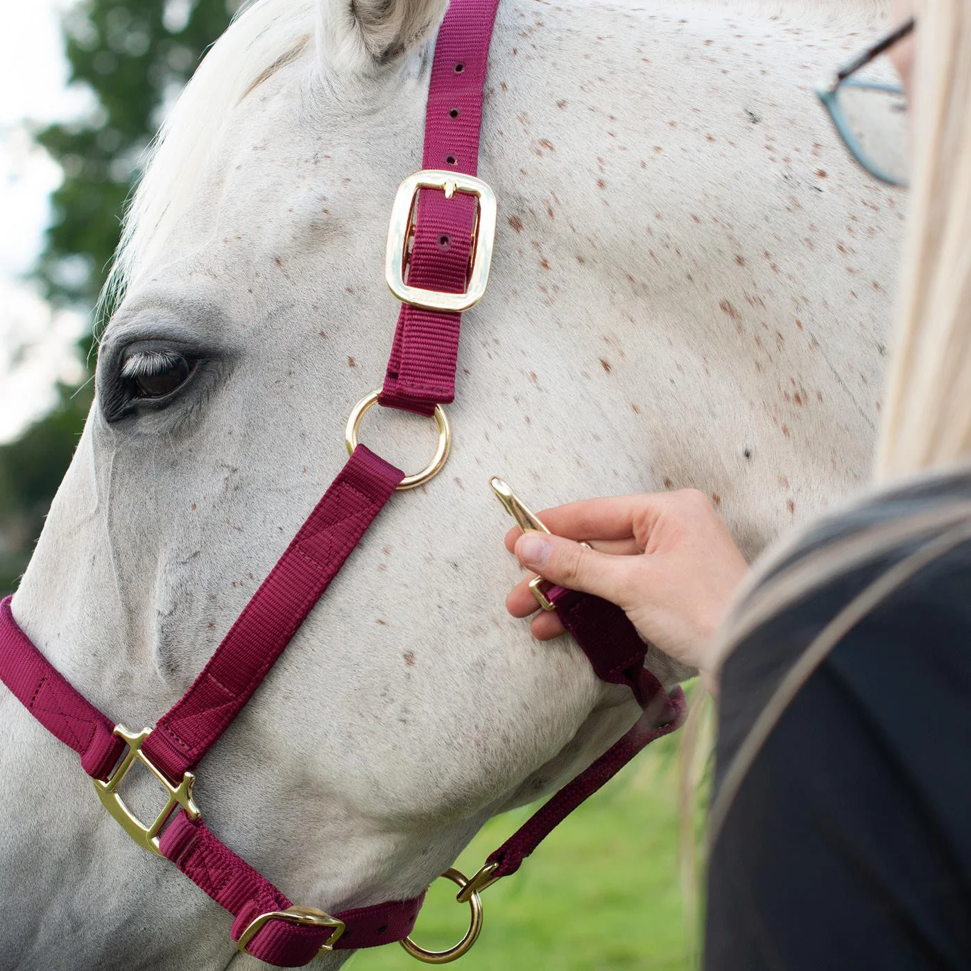 Shedrow Deluxe Halter - Image 33