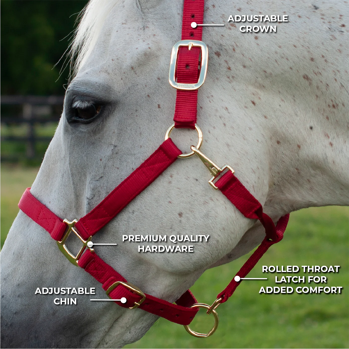 Shedrow Deluxe Halter - Image 41