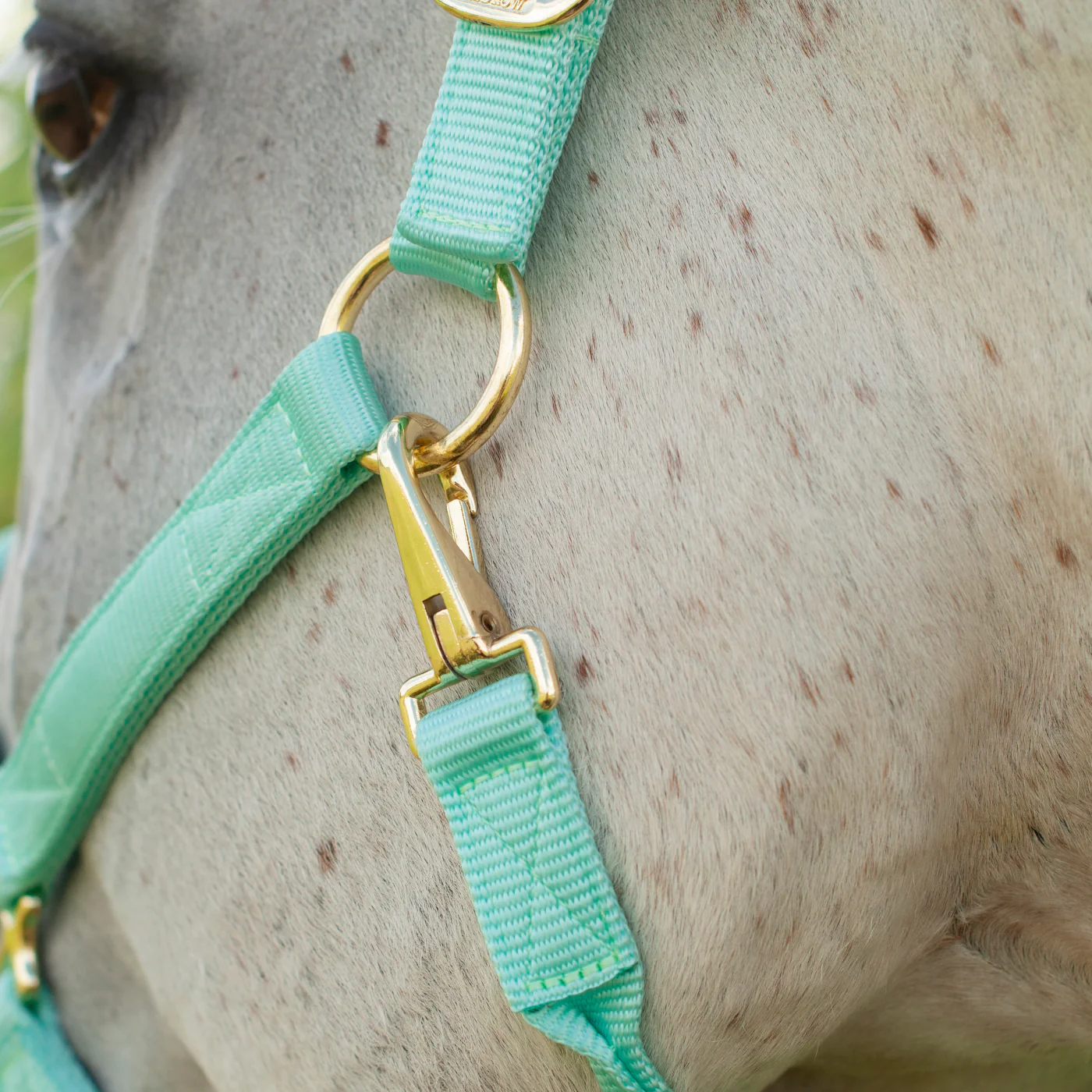 Shedrow Deluxe Halter - Image 55