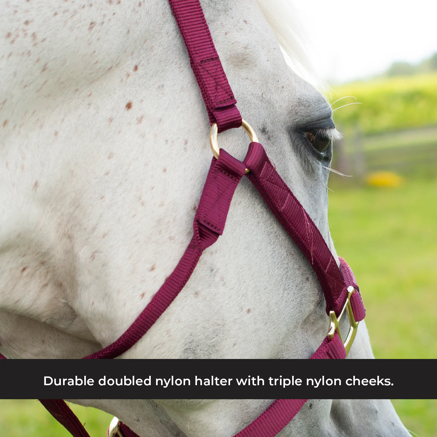Shedrow Deluxe Halter - Image 9