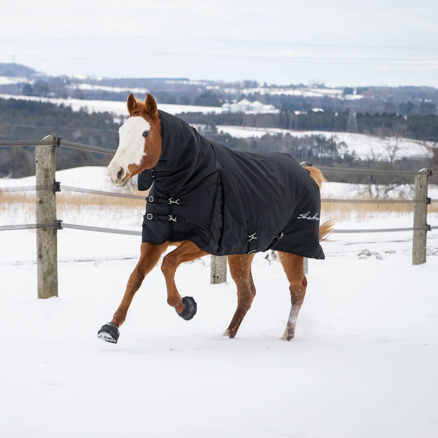 Shedrow Full Neck Turnout Blanket 300 g