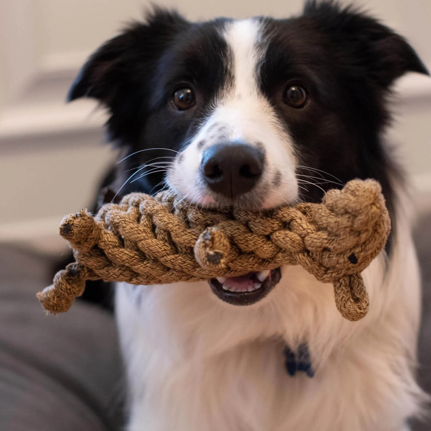 Shedrow K9 Beaver Rope Dog Toy - Image 4