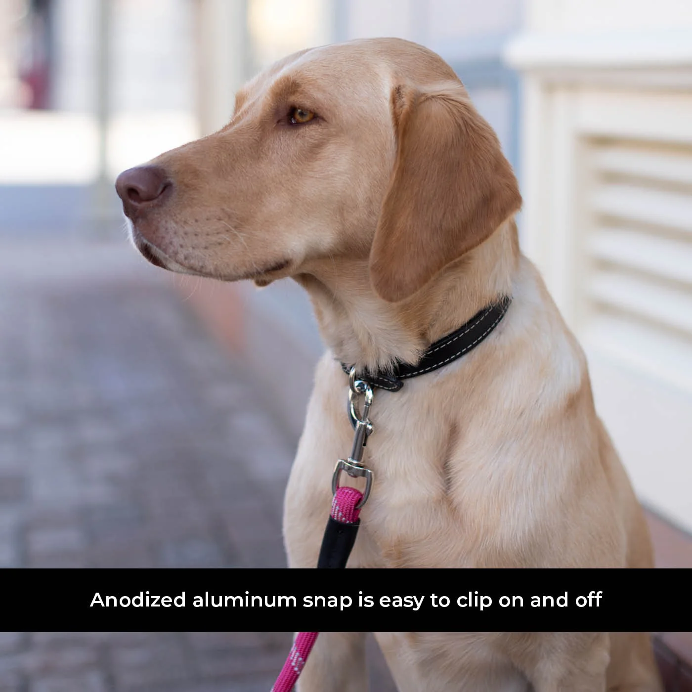 Shedrow K9 Camino Rope Leash - Image 14