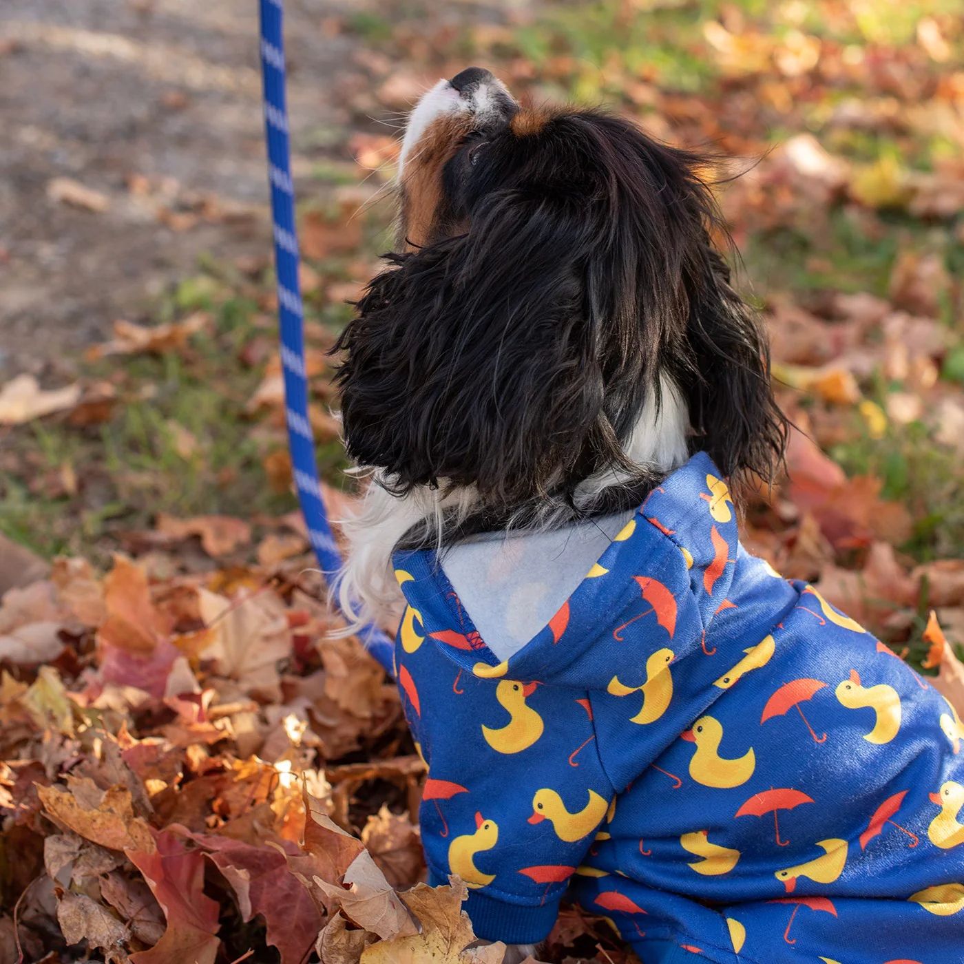 Shedrow K9 Canmore Dog Hoodie - Image 16
