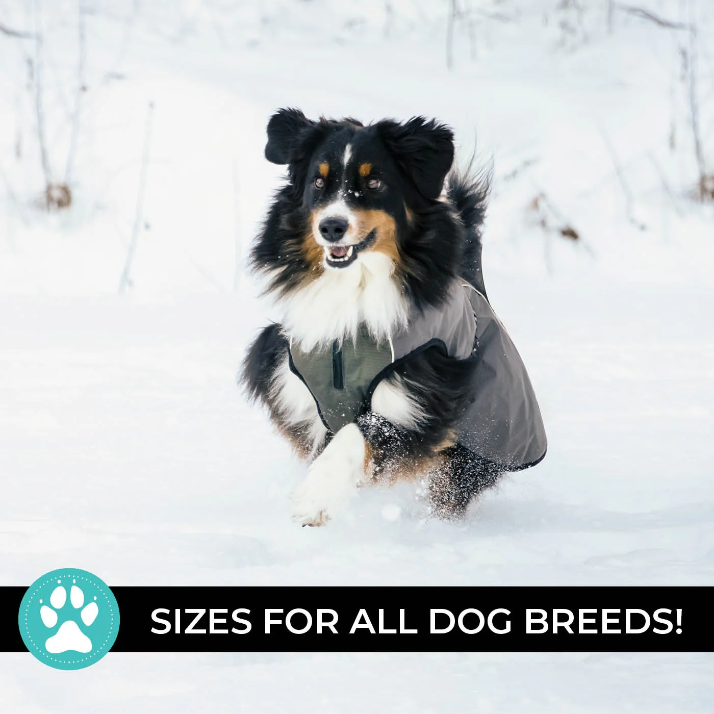 Shedrow K9 Chinook Dog Coat - Image 3