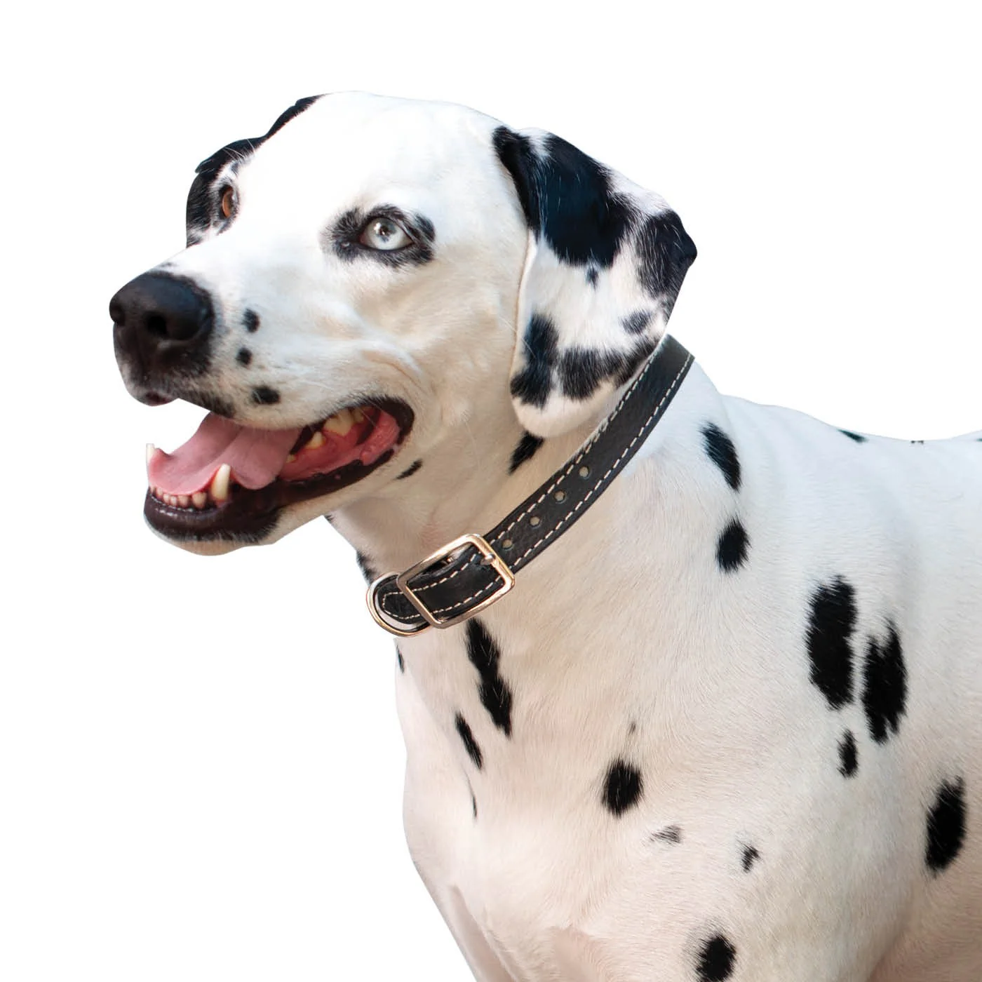 Shedrow K9 Richmond II Top Stitch Leather Collar