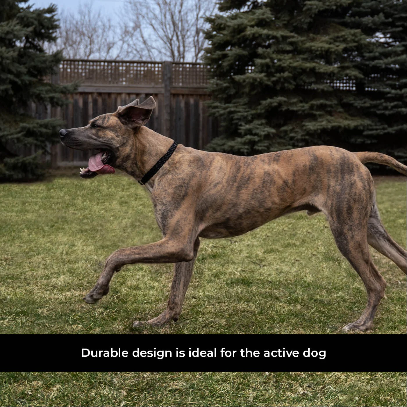 Shedrow K9 Rideau Braided Rope & Leather Collar - Image 18