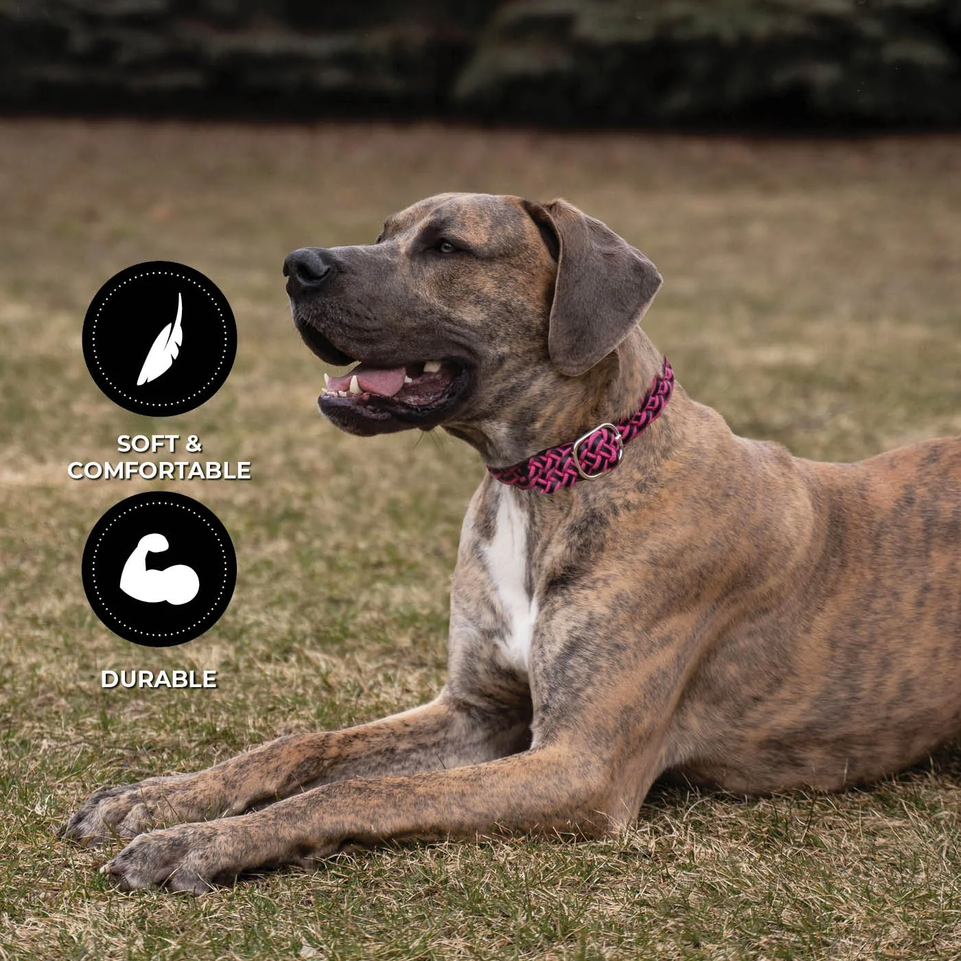 Shedrow K9 Rideau Braided Rope & Leather Collar - Image 3