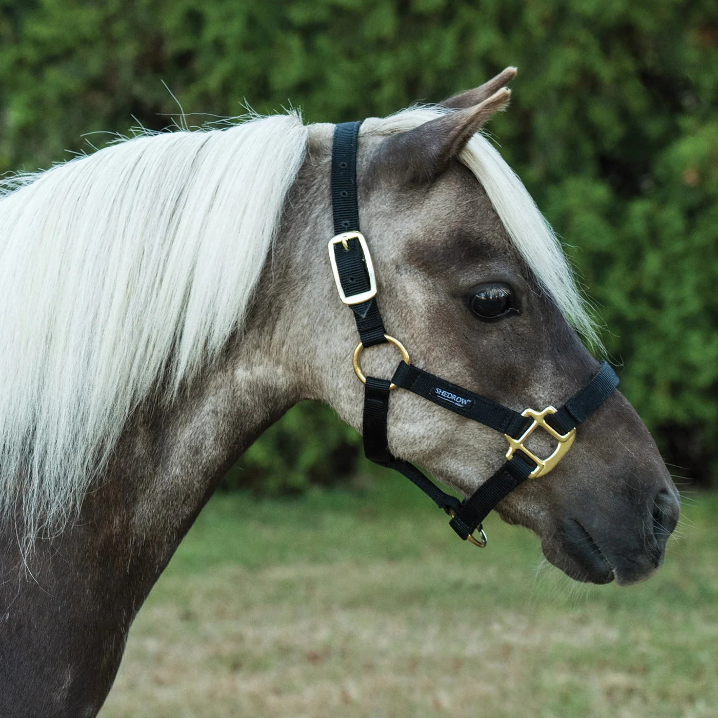 Shedrow Mini Nylon Halter - Image 2