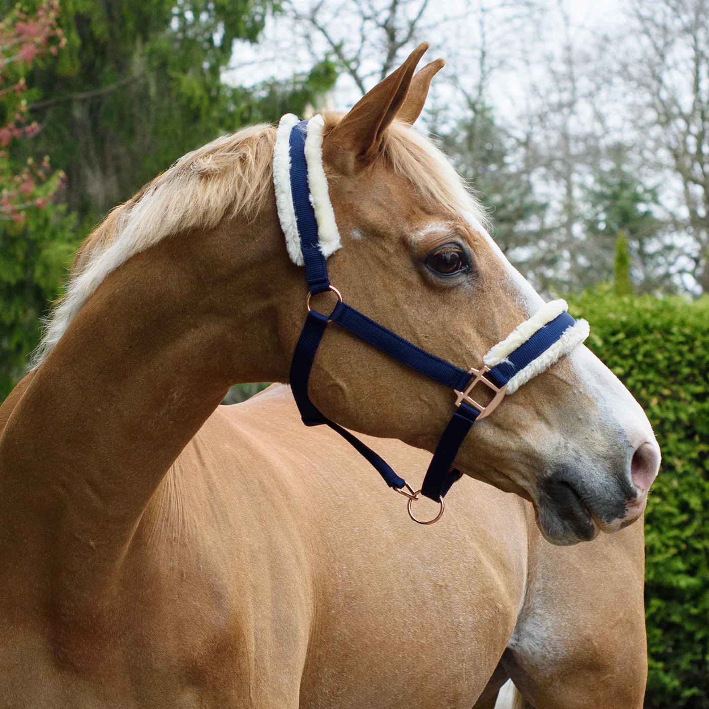 Shedrow Rose Gold Sheepskin Lined Halter - Image 9
