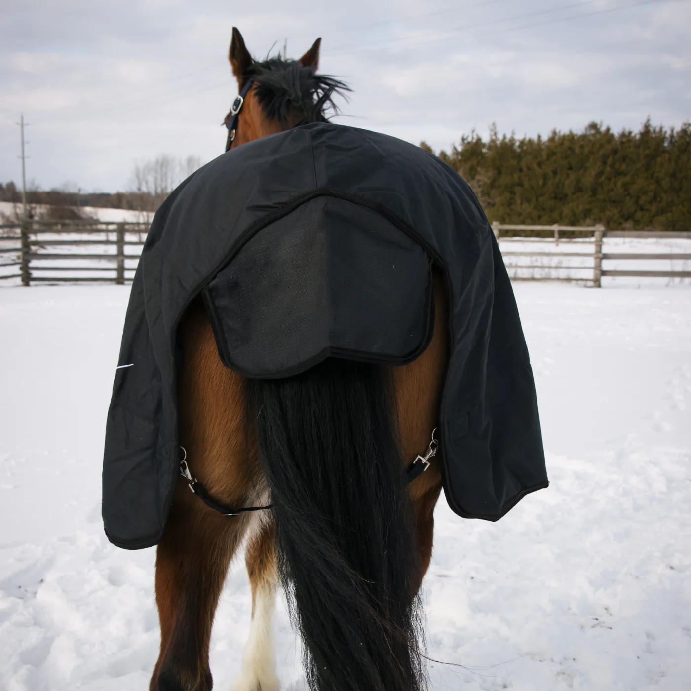 Shedrow Turnout Blanket 150 g - Image 4