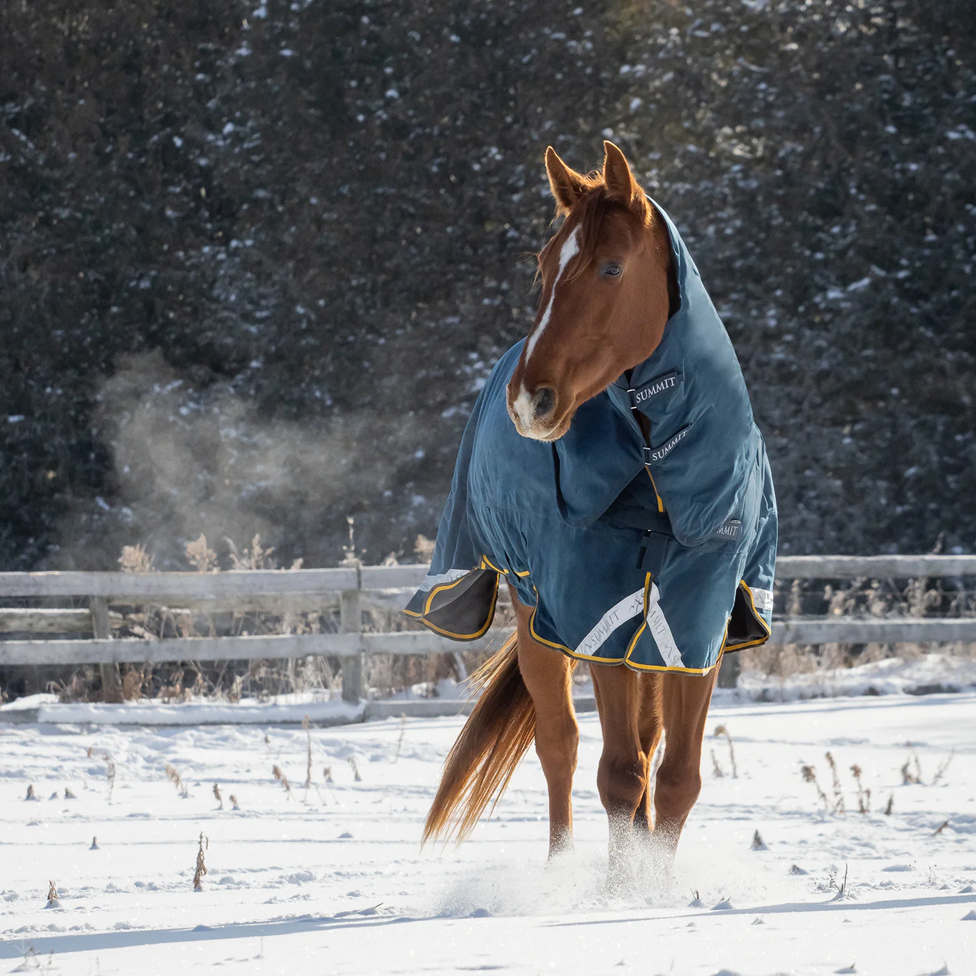 Summit Nova Turnout Blanket 250 g W/ 150 g Hood - Image 7