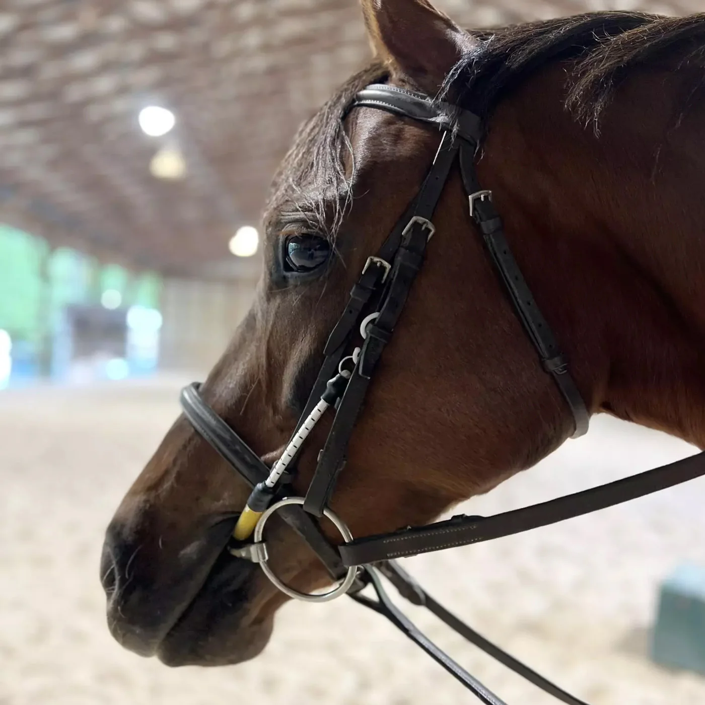 ThinLine Bridle Busy Buddy - Image 2