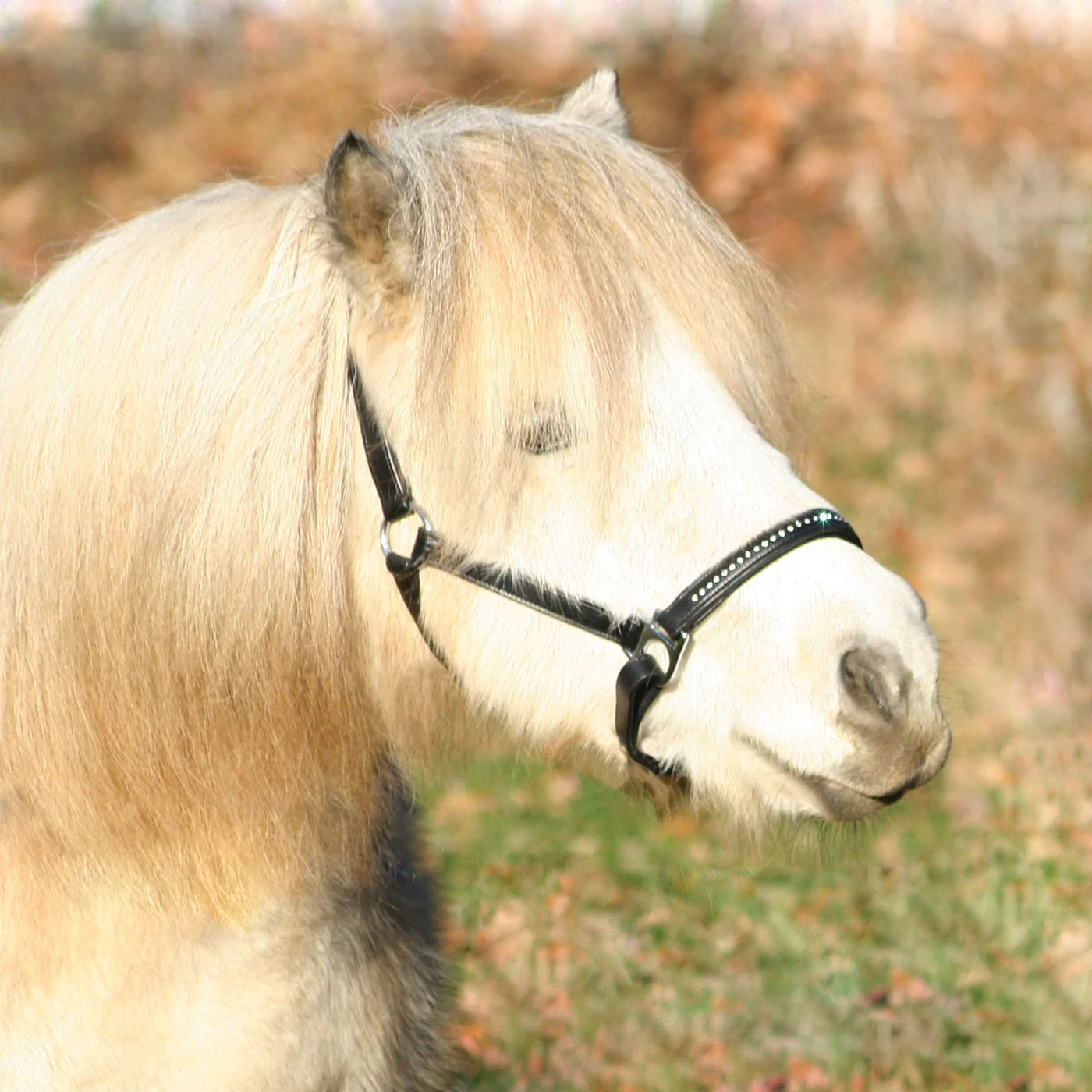 Waldhausen Star Diamond Leather Halter - Image 3